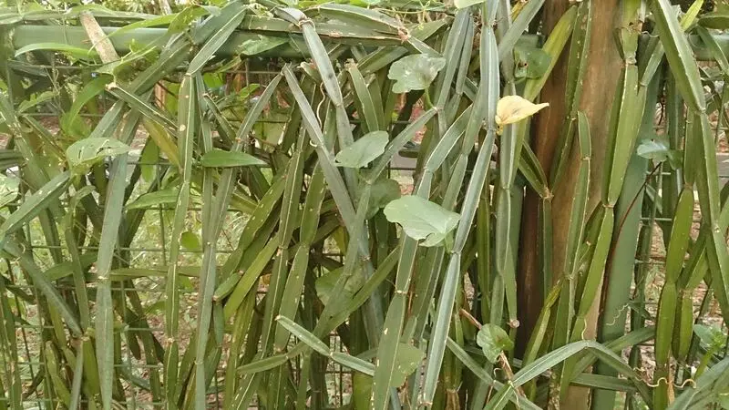 Dichte Ranken von Cissus quadrangularis mit vierkantigen Stängeln an einem Zaun